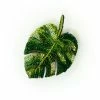 Jewelry Trovelore Brooch: Monstera Leaf