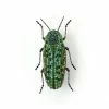 Trovelore Brooch: Lamprodila Beetle